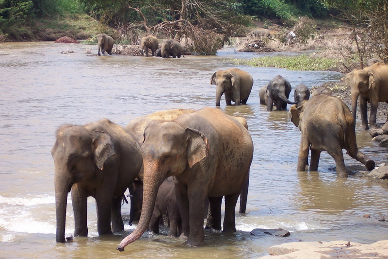 Sri Lanka, Pinnawela Elephant Orphanage